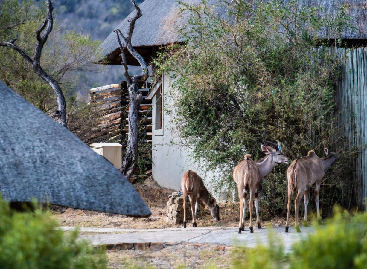 Lions Valley Lodge ليديسميث المظهر الخارجي الصورة